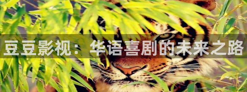 神马电影我不卡电影：豆豆影视：华语喜剧的未来之路